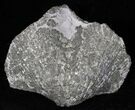 Large Pyrite Replaced Brachiopod - Silica Shale #21093-1